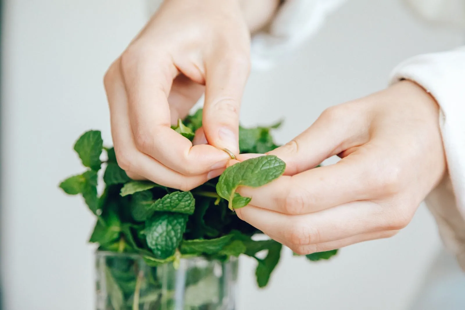 A detailed close-up shot of hands carefully handling fresh mint leaves indoors.